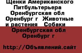 Щенки Американского Питбультерьера - Оренбургская обл., Оренбург г. Животные и растения » Собаки   . Оренбургская обл.,Оренбург г.